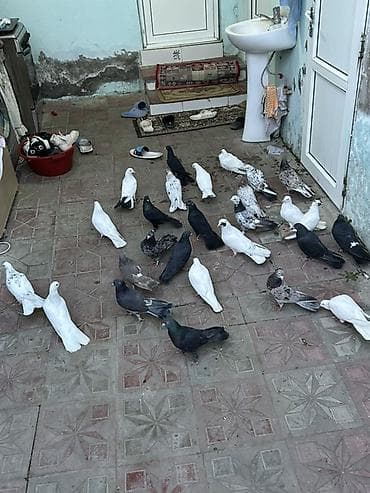 Akvariumlar: Kom 5 manatdan her niwanda quw var icinde — 1