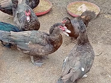 Keçilər, çəpişlər: 6 Krasnadar Öküz Ürəyi Xoruz Tam Original. 3Kilo 600 - 4Kiloyacan — 4