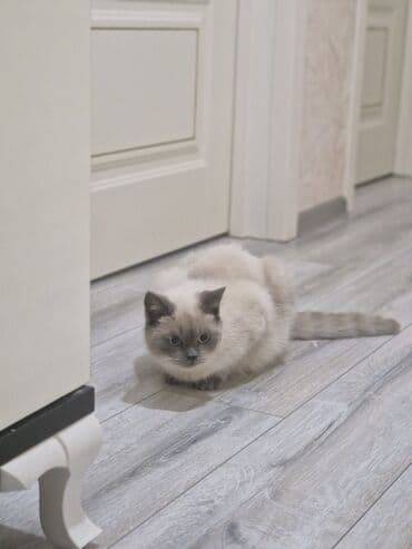 morj haqqinda melumat: Britan — 2