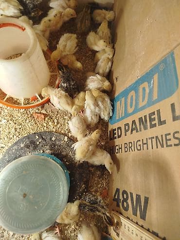 Pişiklər: Toyuq cücələri, Ətlik — 3