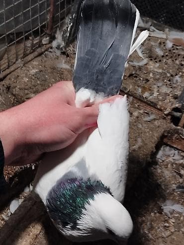 İtlər: Salam Aleykum çep maya tutulmadi dikelib oynuyan qusdu maya 25m — 6