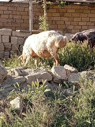 halep kecisi satilir: Ətlik də var Boğazda 130 manatdan qiymət dəyişir 280 Manata kimi — 1