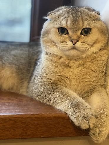 sotlant pisiyi: Şotland yastı qulaq, Erkək, Ünvandan götürmə — 4