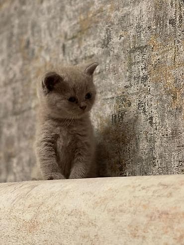 pişim: Britan — 2