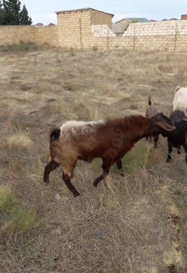 afçarka balası satışı: Super helep təkəsi cox aktiv tekedi kokdu pardama — 2