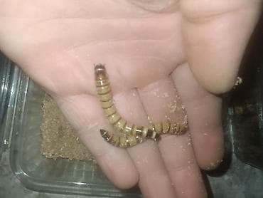 heyvan döşəyi: Canlı yem – Zophobas morio (super qurd) larvaları0.10 qepikbiri - — 2