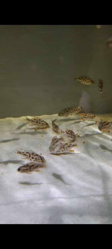 oskar balığı: Yırtıcı, Ödənişli çatdırılma, Ünvandan götürmə — 6