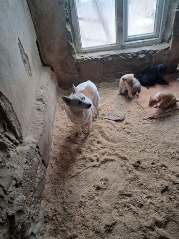 xaski it satisi: Zvonok — 2