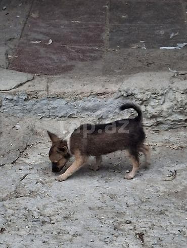 pitbull itləri: Peyvəndli — 3