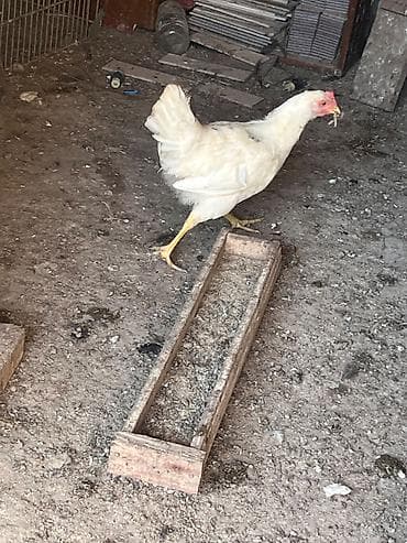 qus satisi: İlk günündən özüm böyütdüyüm heyvanlardi hər biri sağlamdir fərələr — 8