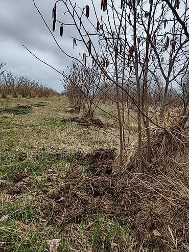 turkanda bag evi: Kənd təsərrüfatı — 5