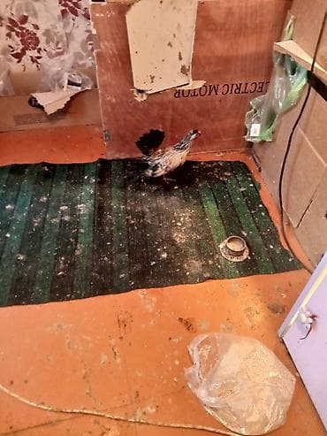 Toyuq, Damazlıq — 8