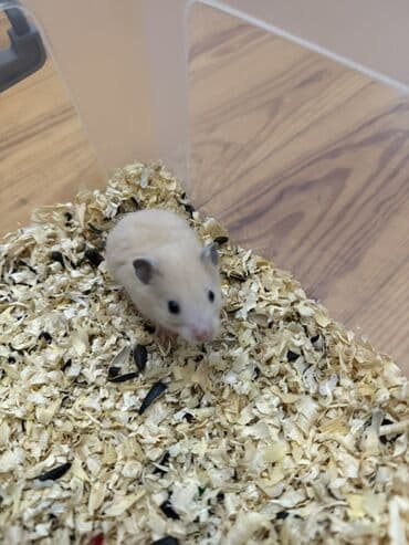 deniz donuzu: SURİYA HAMSTERLƏRİ balaları Təsvir: - Sevimli, xırda ölçülü — 2