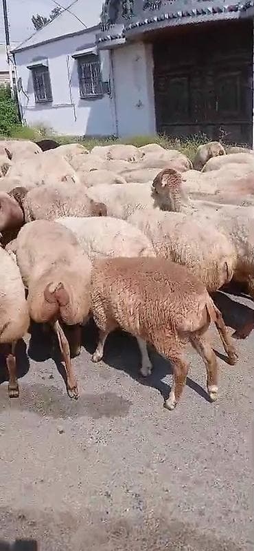 şirin it adları: Dişi, il: 1, Damazlıq, Pulsuz çatdırılma — 7