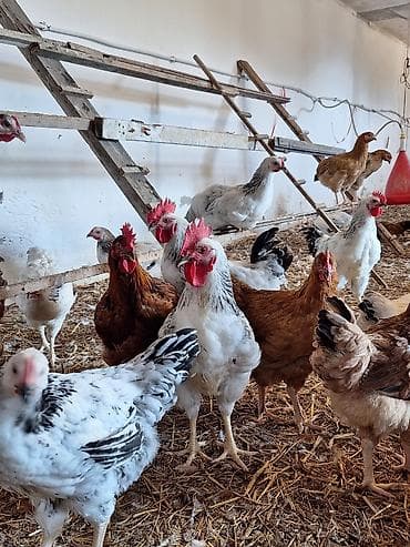 silver et: Kənd toyuğu Toyuq Bütöv, Pulsuz çatdırılma — 2