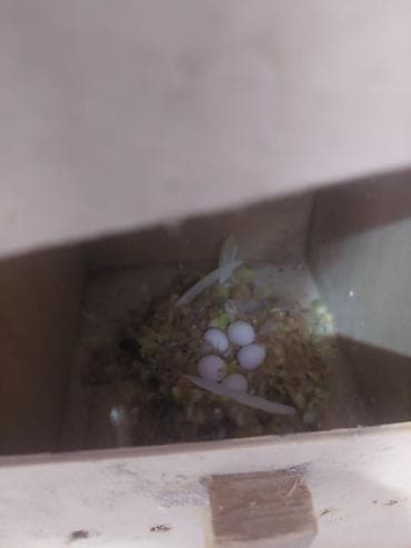 pişik ucuz: Salamlar hərkəsə altinda 8 dənə yumurta var,dişi bütün günü yuvada — 4