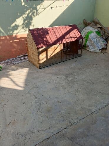 alman çoban köpeği: Alman çoban iti, 3 ay, Erkek, Sənədli — 2