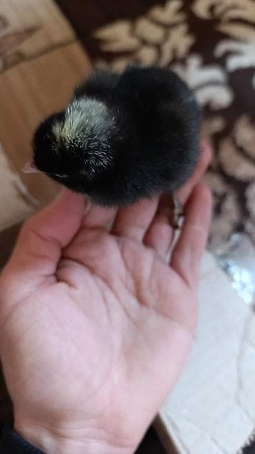 ev itleri balaca: Xarkovlider Brama,ordek pkn, yasilbas ordekyerli sort cuceler — 5