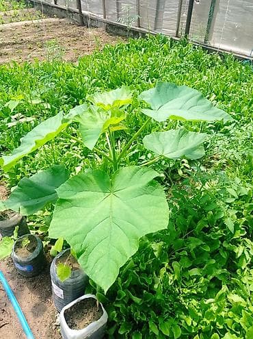 şu ceni: Pavloniya ağacları və toxumlari satılır Dünyanın ən tez böyüyən — 3