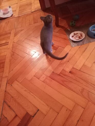 pişik geyimi: Şotland, Erkək, Yaxşı əllərə — 7