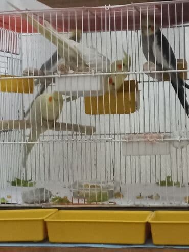 попугай корелла: Nimfa (Cockatiel) tutquşları – müxtəlif rənglərdə - Perçlər — 7