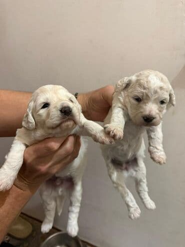 it satisi baku: Pudel, 1 ay, Erkek, Ünvandan götürmə — 1