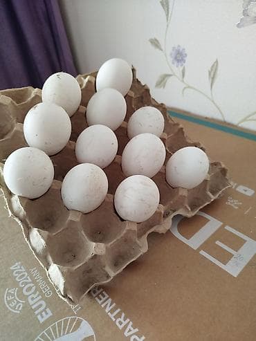 baklar ve cenler: Qaz yumurtasi. 1manat 50 qepiy — 1