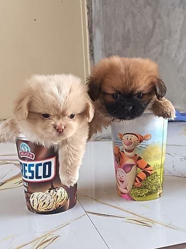 haski itleri: Pekines, 1 ay, Erkək, Ünvandan götürmə — 2