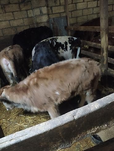 9 ədəd dişi dana satılır. Danalar diri çəkiylə tərəzidə çəkilib lalafo.az -da 9 ədəd dişi dana satılır. Danalar diri çəkiylə tərəzidə çəkilib