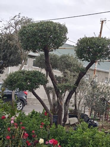 zeytun tingləri: Bonzay Zeytun Topiarlı zeytun ağacı – iri ölçülü, çoxgövdəli formalar — 3