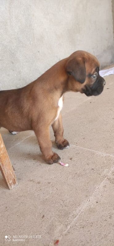 bala afcarka: Bokser, 1 ay, Erkek — 3