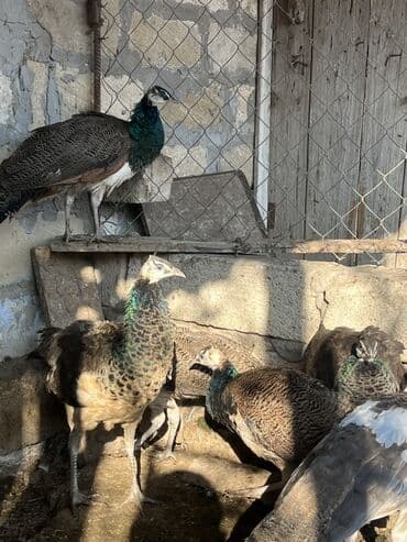 Akvariumlar: Məhsul: Tovuz quşları (pavlin) 8 ədəd — 2