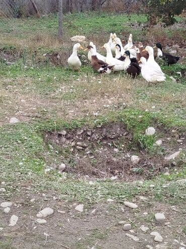 plastik ayna qapilar: Ətlik ördək – təmiz təsərrüfat məhsulu - Şəkillərdə: kəsilmiş — 2