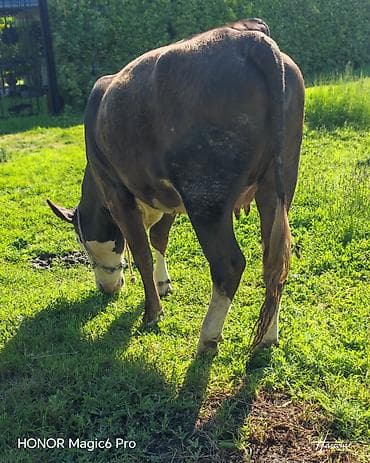 tap az afcarka: Satılır: ətlik/damazlıq inək - Cins tipi: Hereford tipli, qəhvəyi — 3