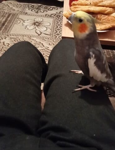 heyvanlara verilən xüsusi adlar: Salam olsun hər kəsə bu quş çox ağıllı və oynağan uşdu adı cəsurdu — 3