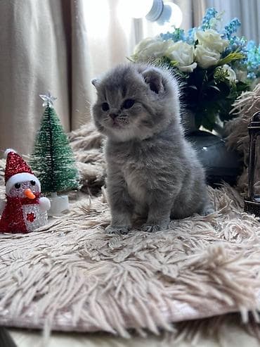 Heyvanlar üçün mallar: Şotland yastı qulaq — 2