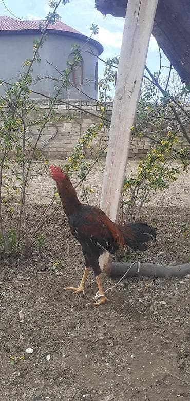 Xoruz, Heyratı, il: 1