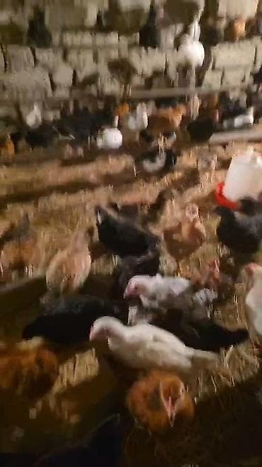 kreditle heyvan satisi: 50gunuy kənt colpaları var satıq xacmazda vasapa yaz 0554626380 — 2