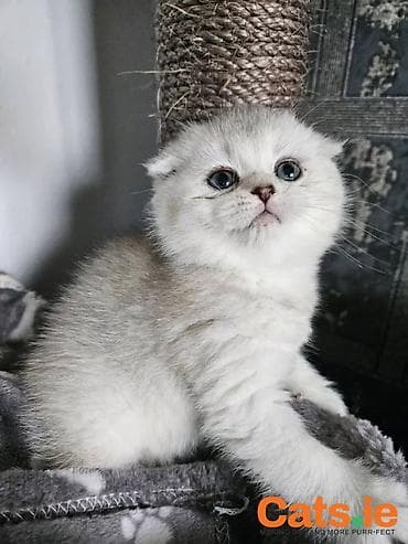 şotland pişiki: Şotland — 4