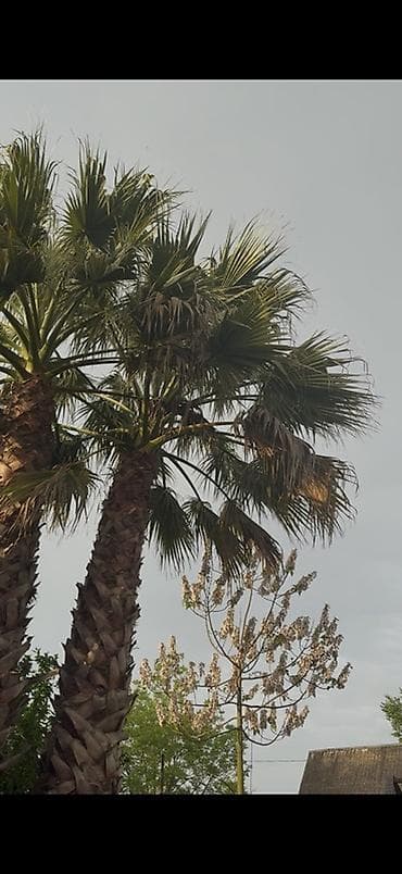 Məhsul: Dekorativ palma ağacı (Washingtonia/ fan-palma tipli) Təsvir