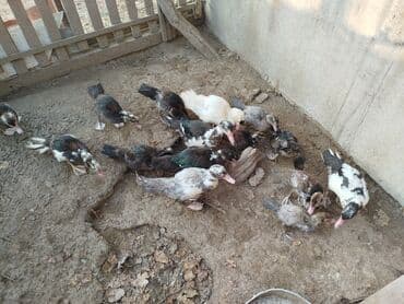 Muscovy ördək balaları (indo duck) – müxtəlif rənglərdə - Şəkillərdə — 4