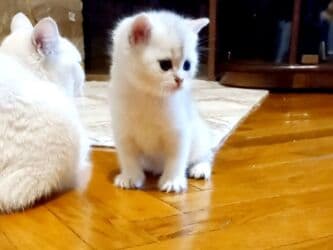 pişiklər bala: Britan, Erkək, Yaxşı əllərə, Ünvandan götürmə — 4