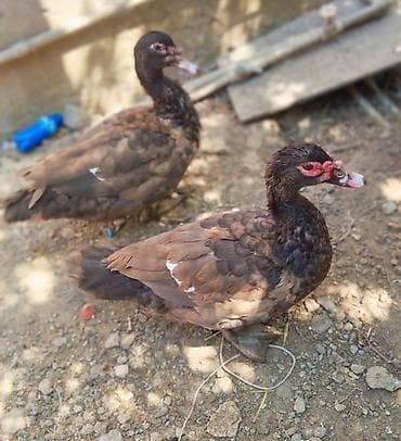 pekin ordək: Alman cinsi olan qirmizi okuz ordekler satilir 4 eded erkeydi 5 — 4