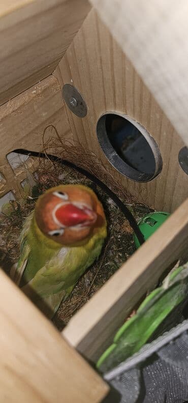 cex qus: Sevimli “Lovebird” (Ağüzük lori/Lovebird) tutuquşu - Rənglər: canlı — 5