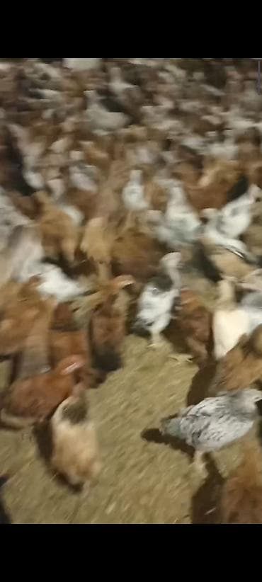 toyuğu: Toyuq, Damazlıq — 4