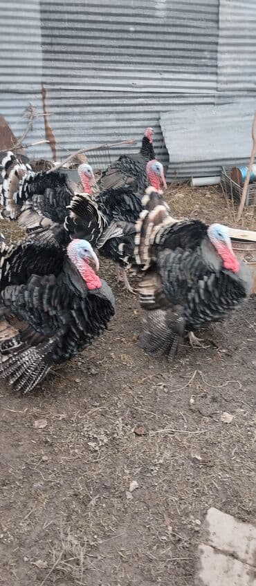 Erkək, Damazlıq, Rayonlara çatdırılma