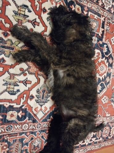 it baytarı: Pudel — 4