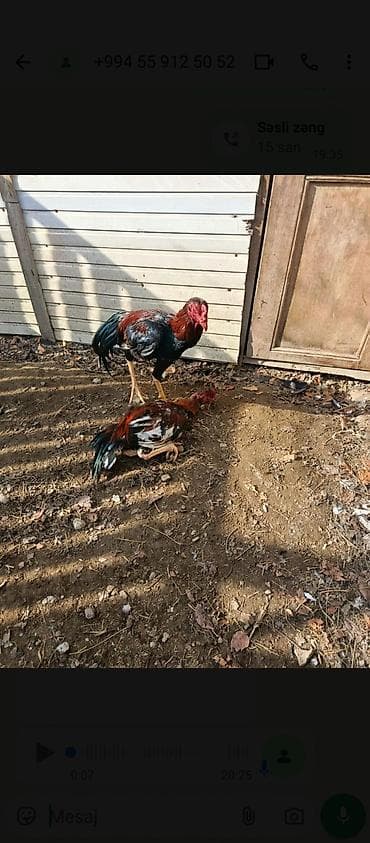 kend xoruzu: Cins xoruz Yanvarın 5 çıxan heyvandı cinsi Brazil ağzı qara gədələr — 3