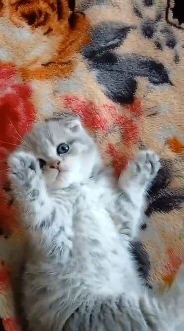 pişik latoku: Şotland, Erkək, Ünvandan götürmə, Ödənişli çatdırılma — 2