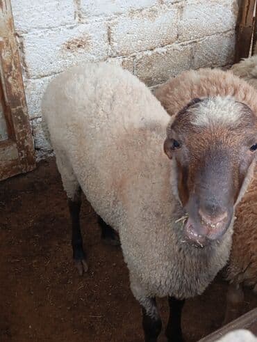 cins inekler azerbaycanda: Qoyun – ət və yun istiqamətli - Cins tipi: yerli qarışıq tip — 4